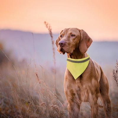  Pet Bandana collar with reflective band for high visibilty adjustable buckle 